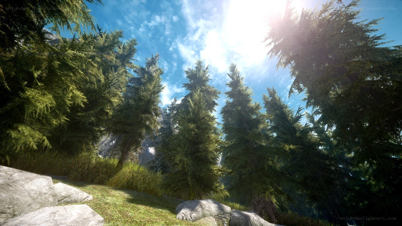 Sunlit forest scene
