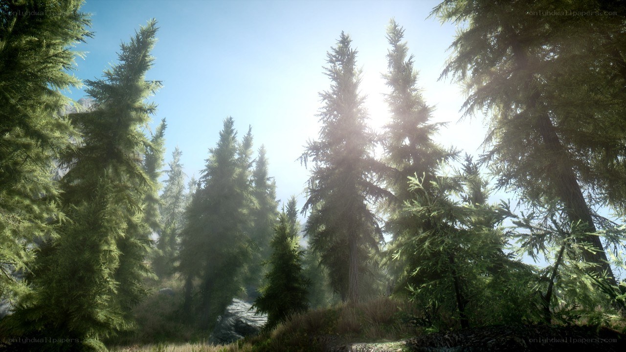 Sunlit forest scene