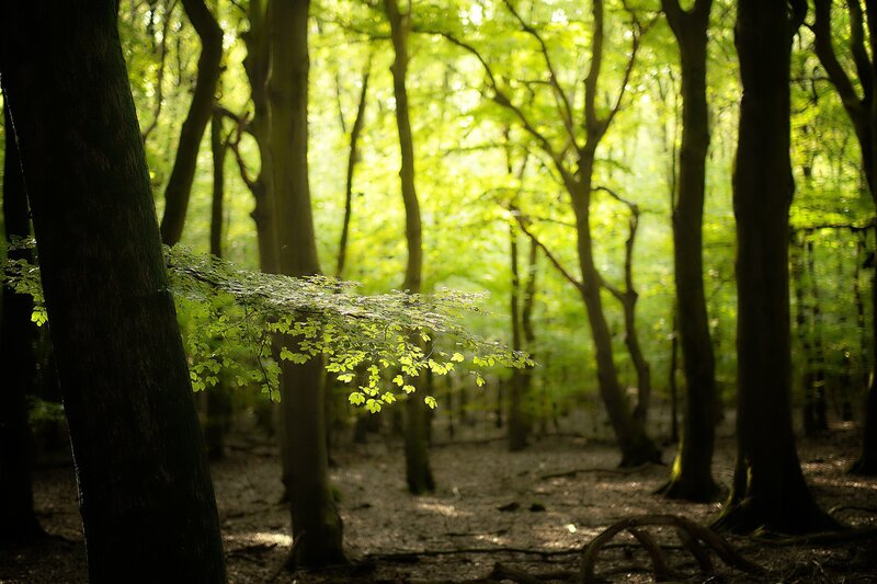 Sunlit Forest Scene — Green, Serene, Afternoon, Photograph