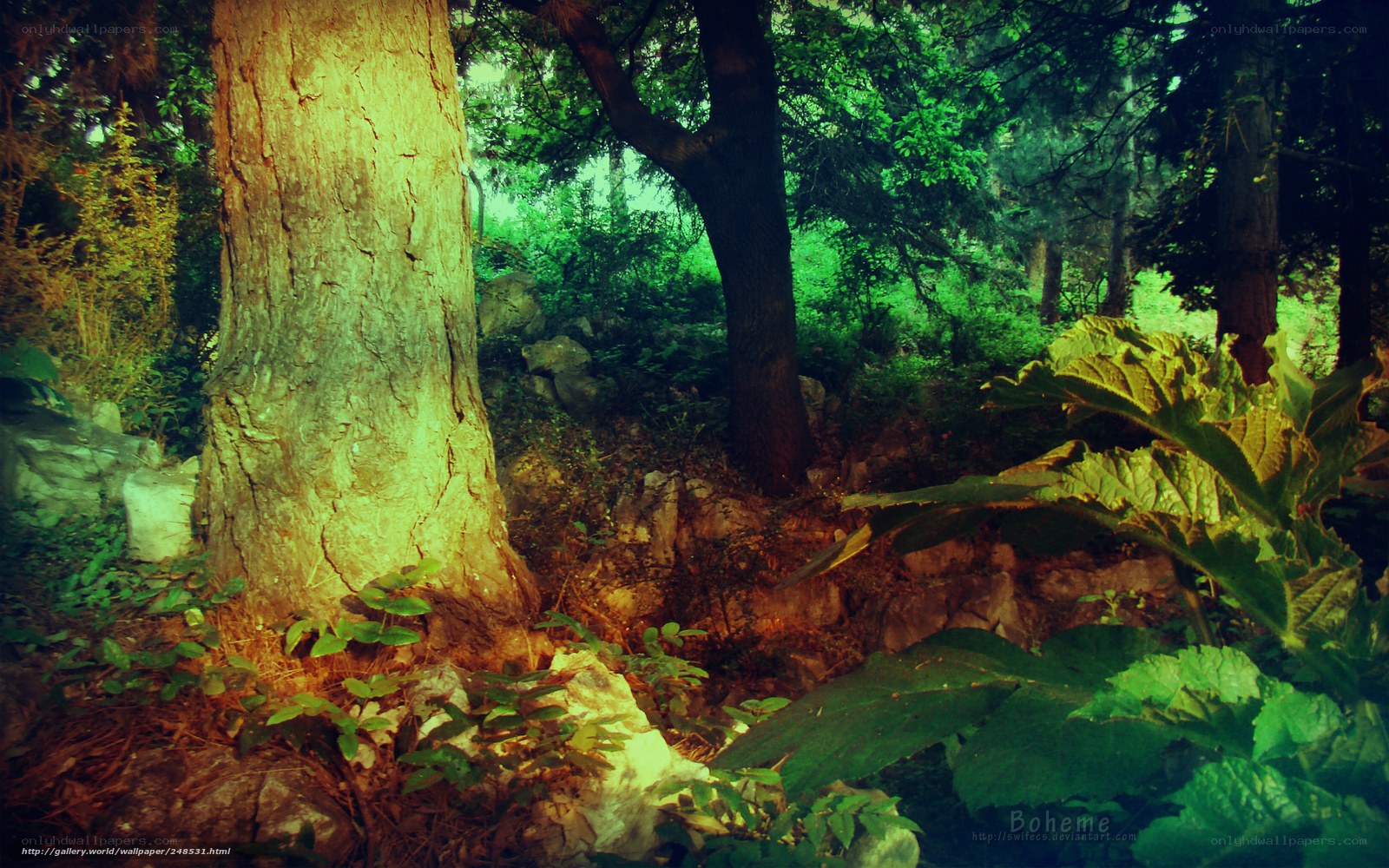 Sunlit forest scene
