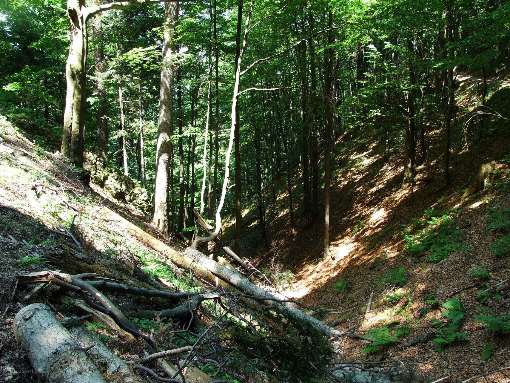 Sunlit forest slope with fallen trees