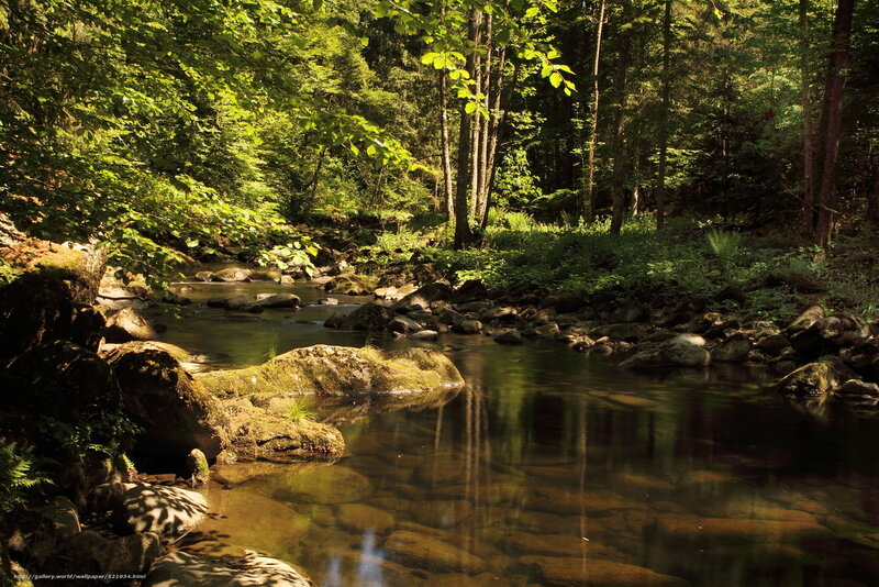 Sunlit forest stream