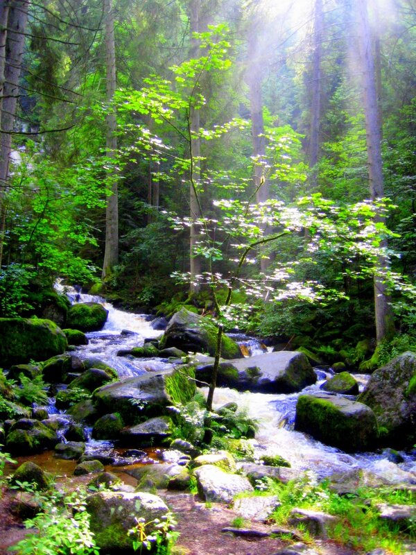 Sunlit forest stream