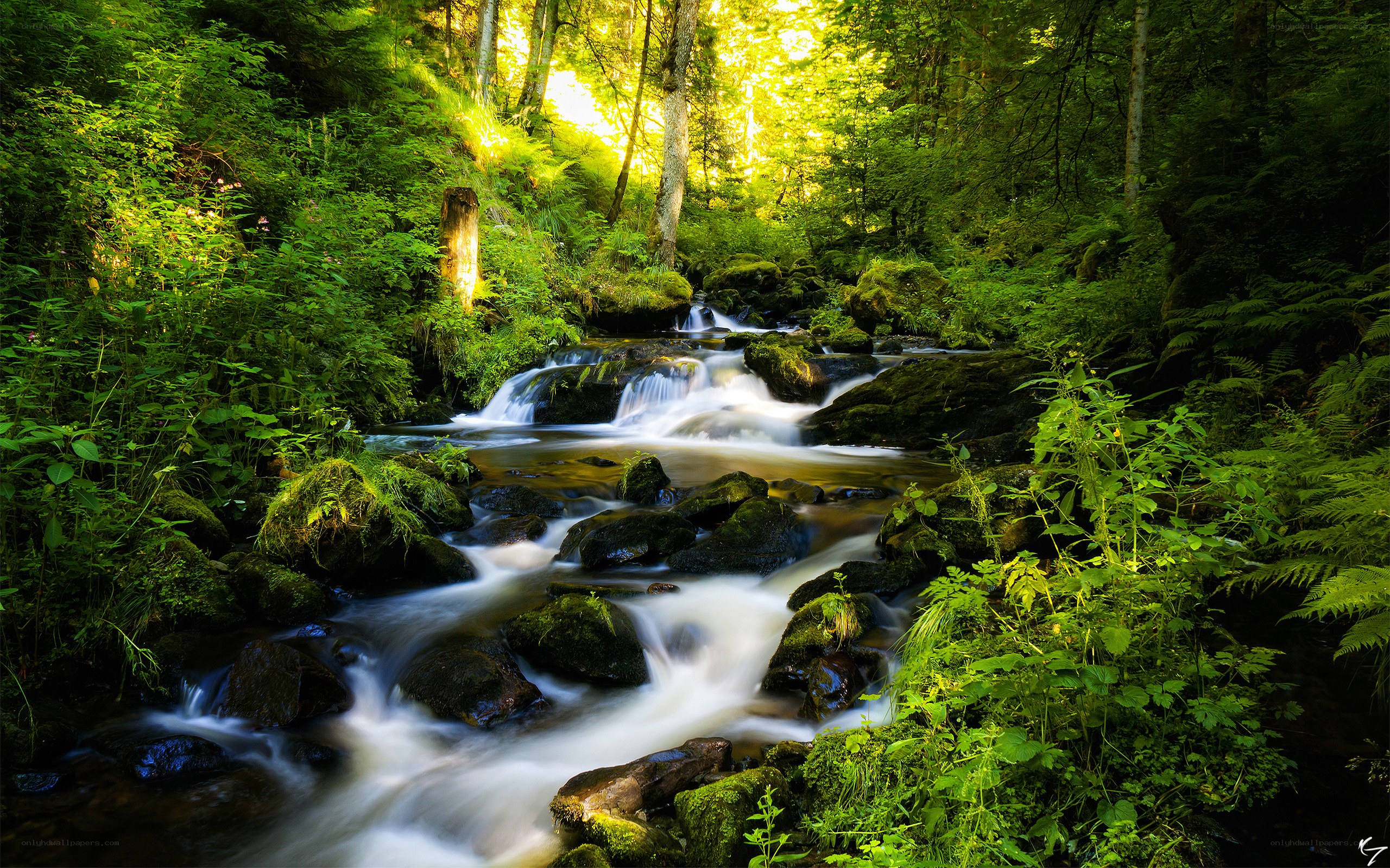 Sunlit forest stream