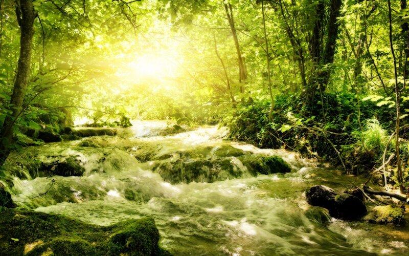 Sunlit forest stream