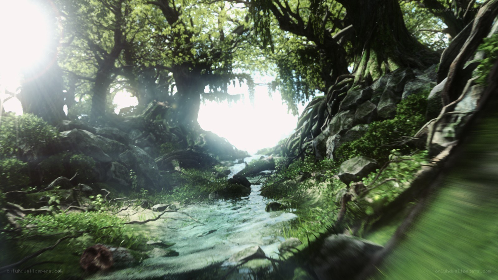 sunlit forest stream