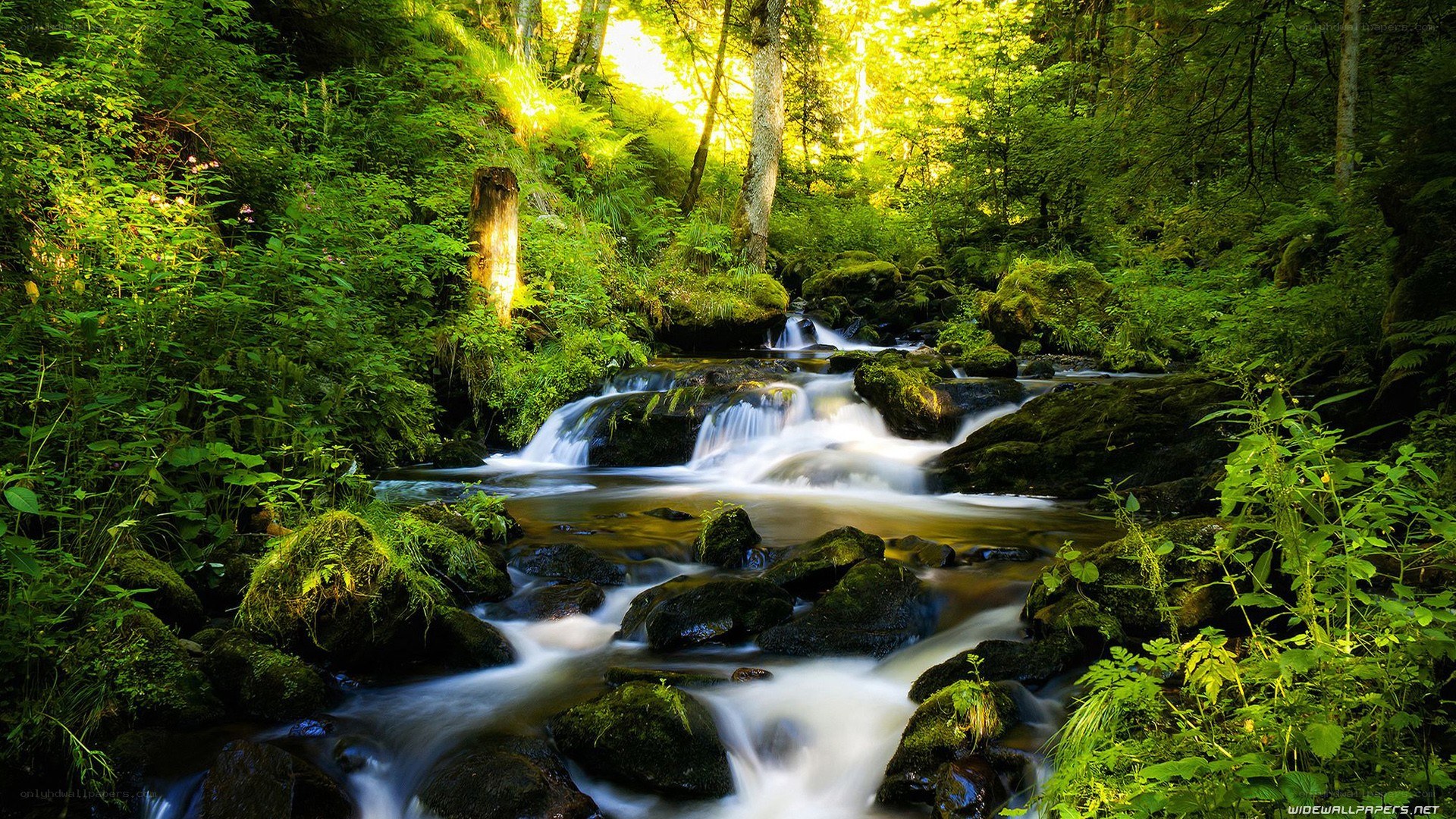 Sunlit forest stream