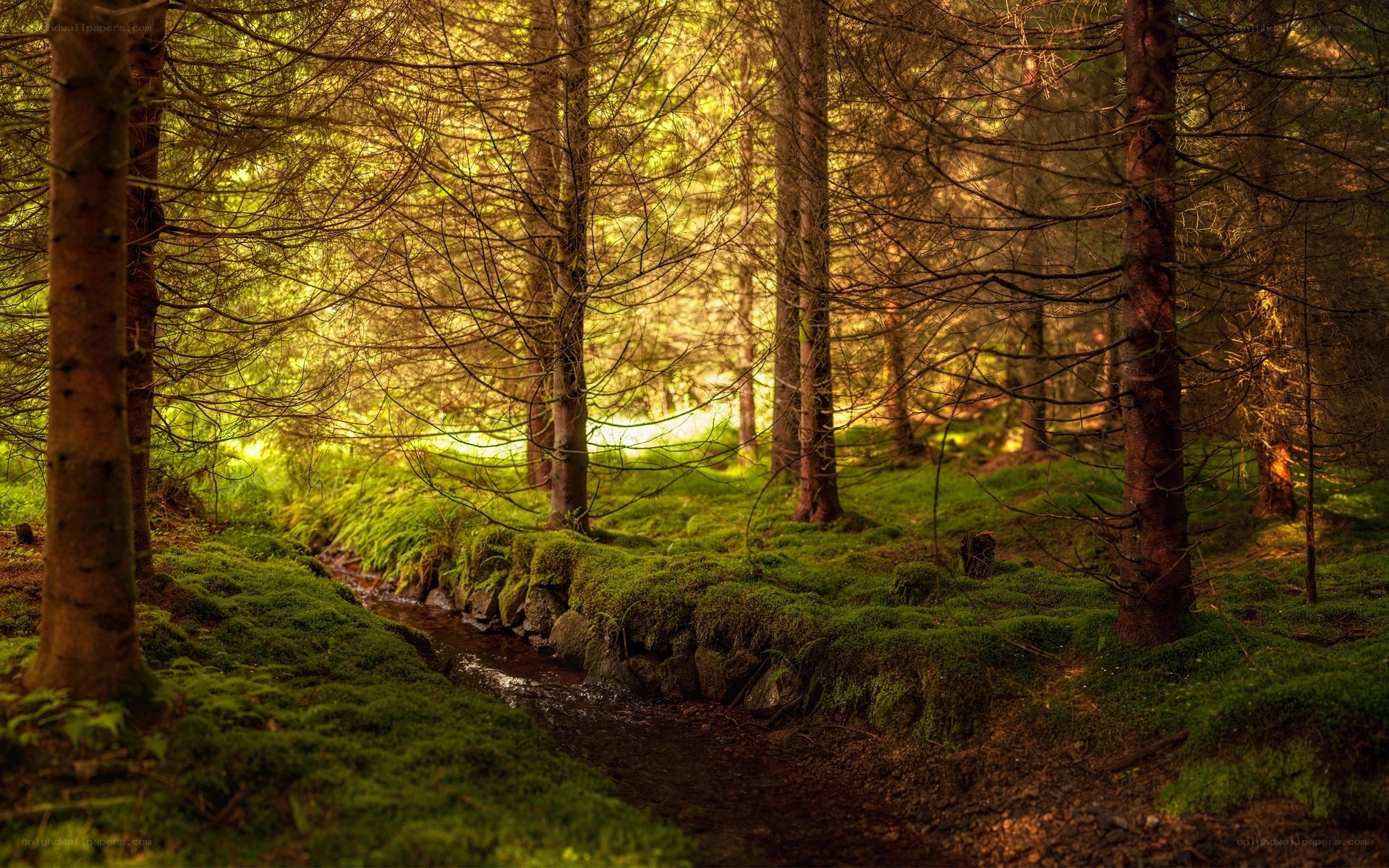 Sunlit forest stream