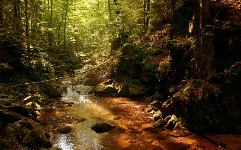 Sunlit forest stream