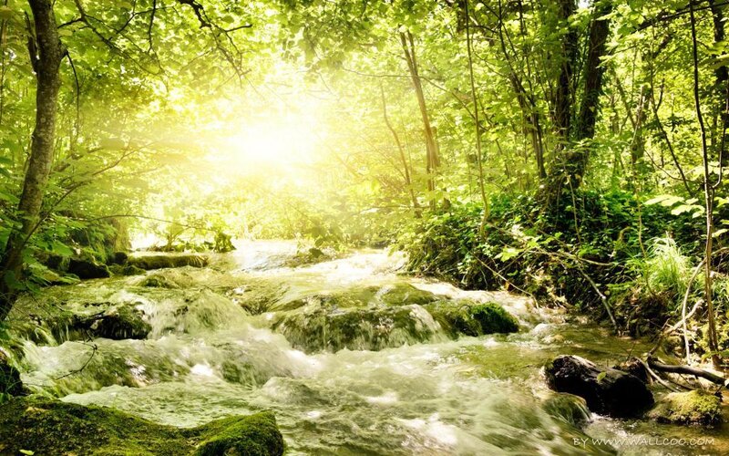 Sunlit forest stream