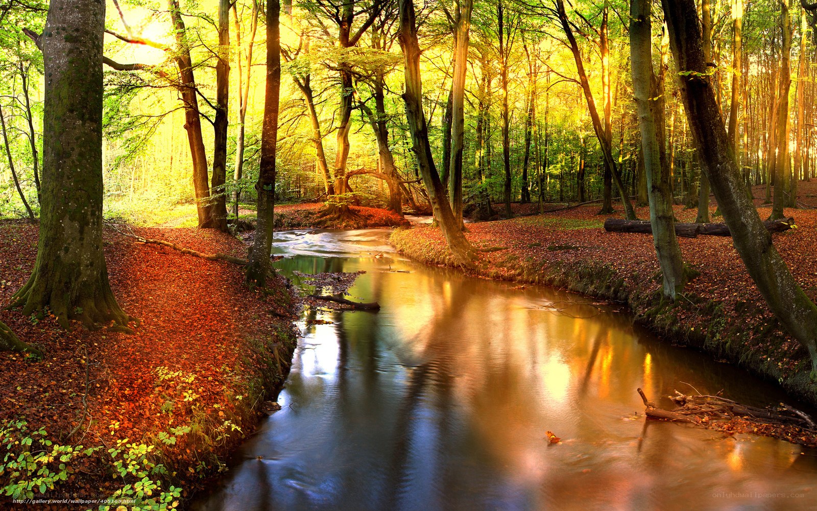 Sunlit forest stream
