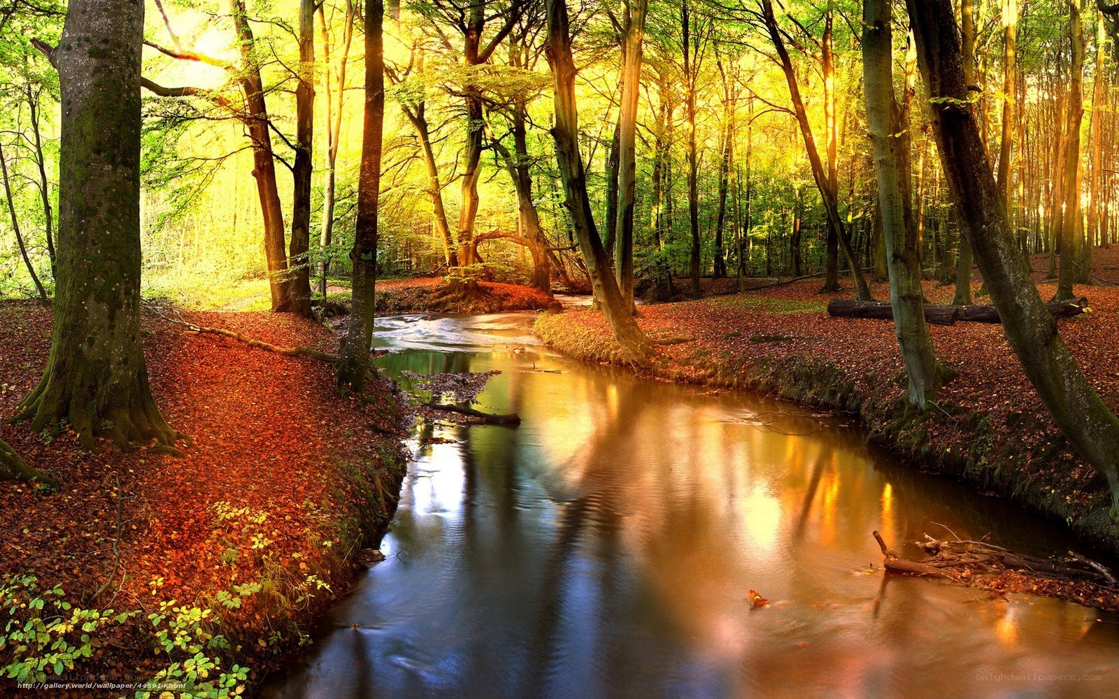 Sunlit forest stream