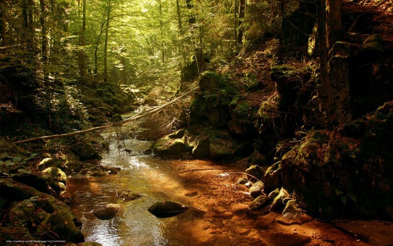 Sunlit forest stream