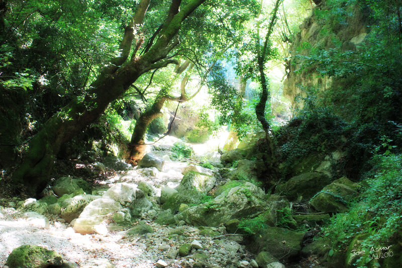 Sunlit Forest Stream — Green