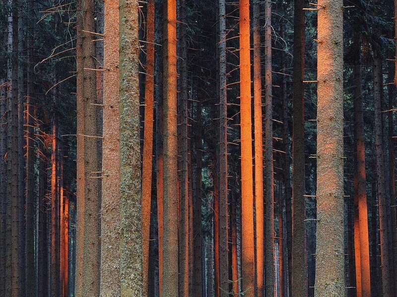 Sunlit forest trees