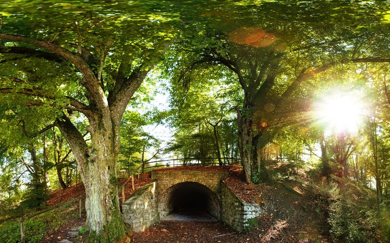 Sunlit forest tunnel