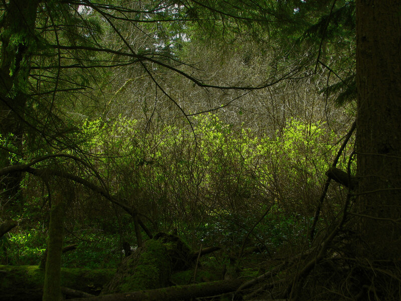 Sunlit Forest Undergrowth