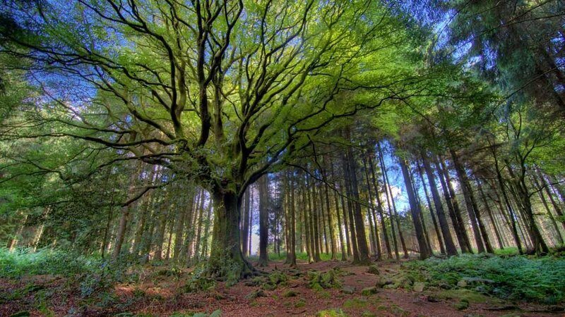 Sunlit forest with ancient tree