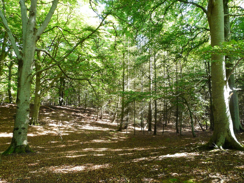 Sunlit forest with beech trees