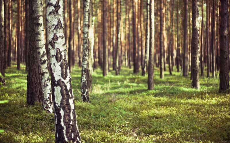 Sunlit forest with birch trees