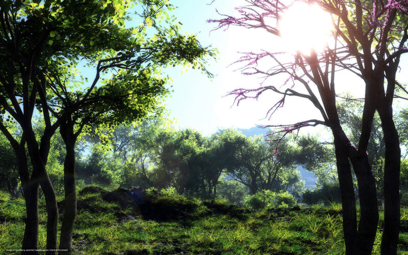 Sunlit forest with blooming trees