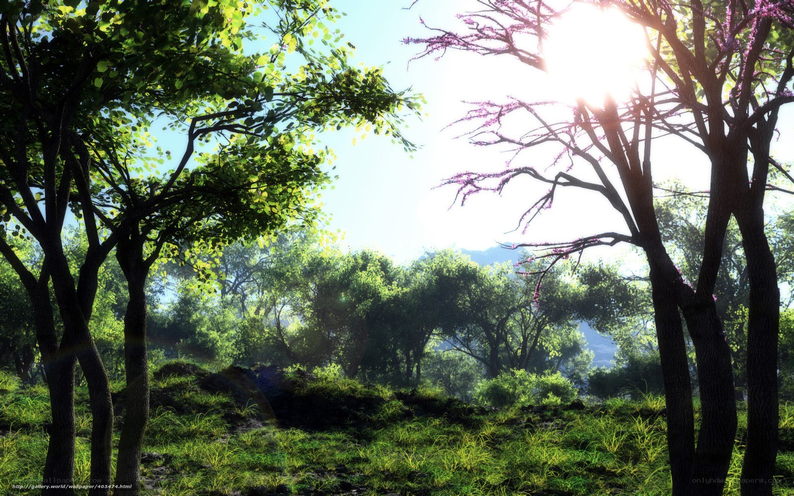 Sunlit forest with blooming trees