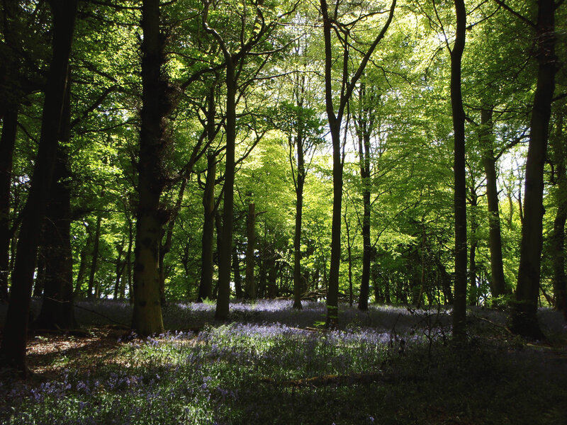 Sunlit forest with bluebells