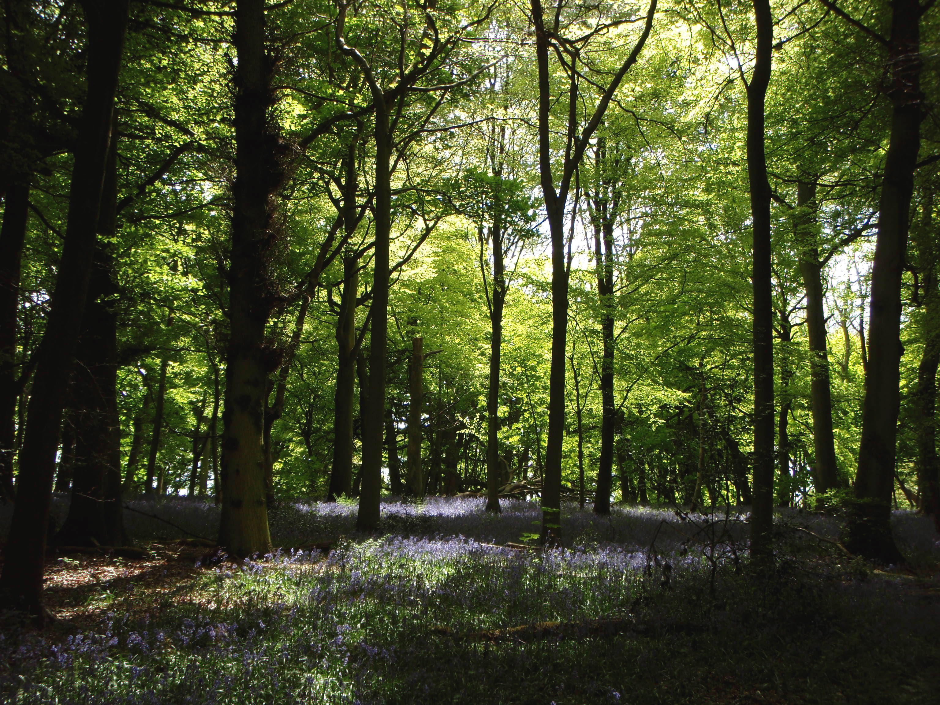 Sunlit forest with bluebells