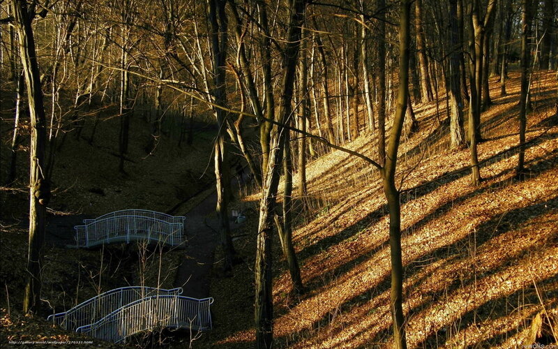 Sunlit forest with bridges
