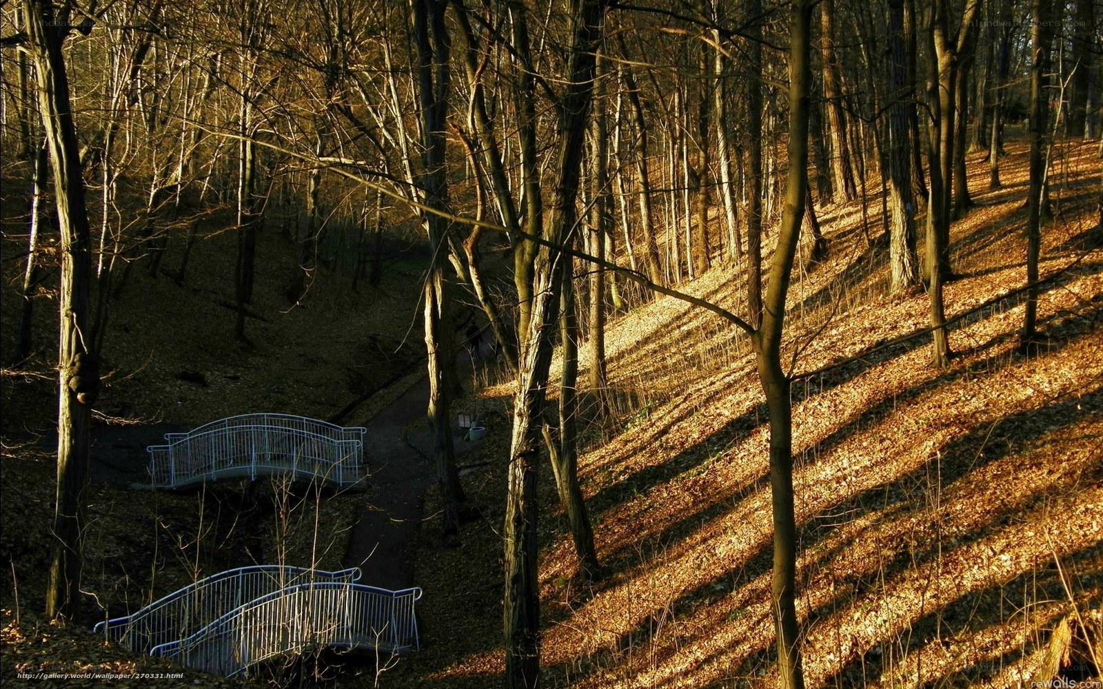 Sunlit forest with bridges