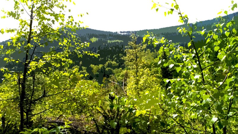 Sunlit forest with distant mountains