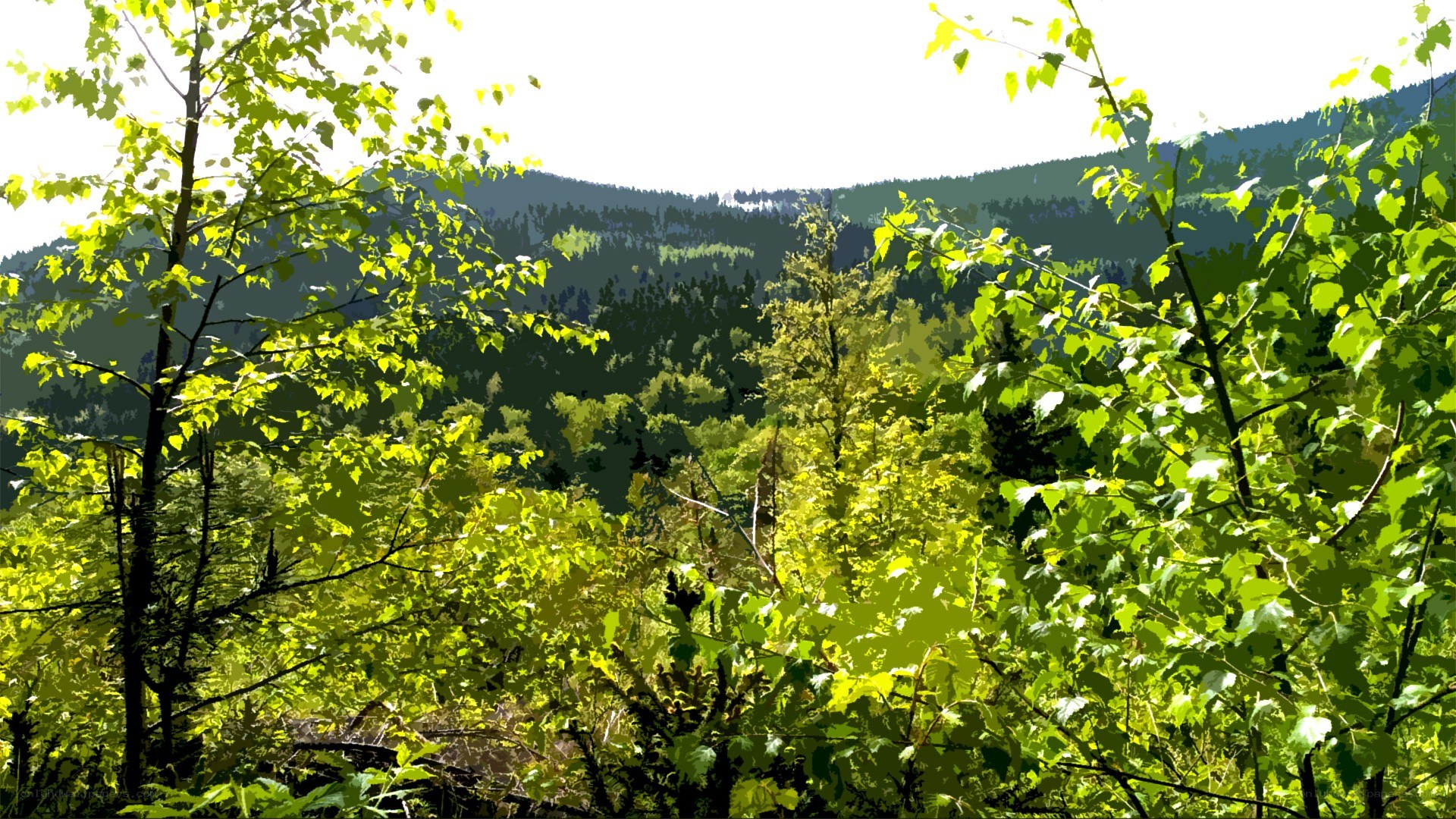 Sunlit forest with distant mountains