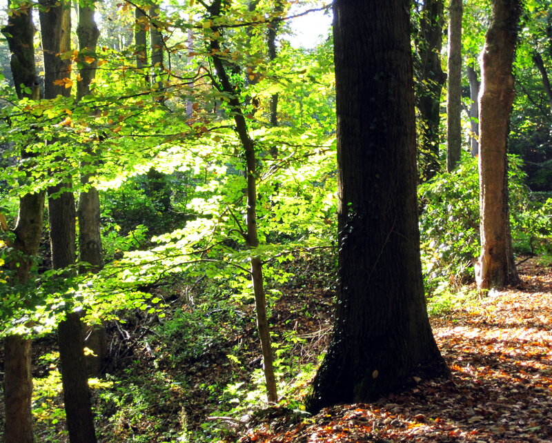 Sunlit Forest with Fallen Leaves