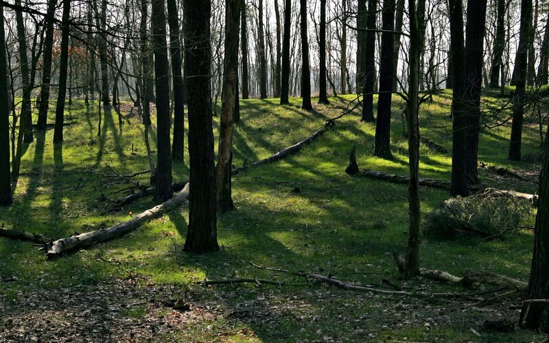 Sunlit forest with fallen logs