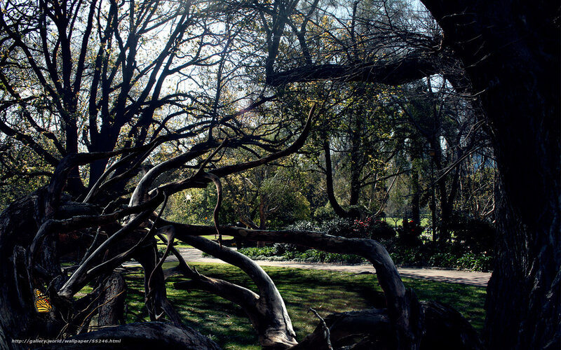 Sunlit forest with fallen tree