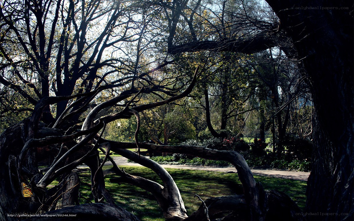 Sunlit forest with fallen tree
