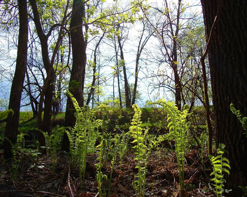Sunlit forest with ferns