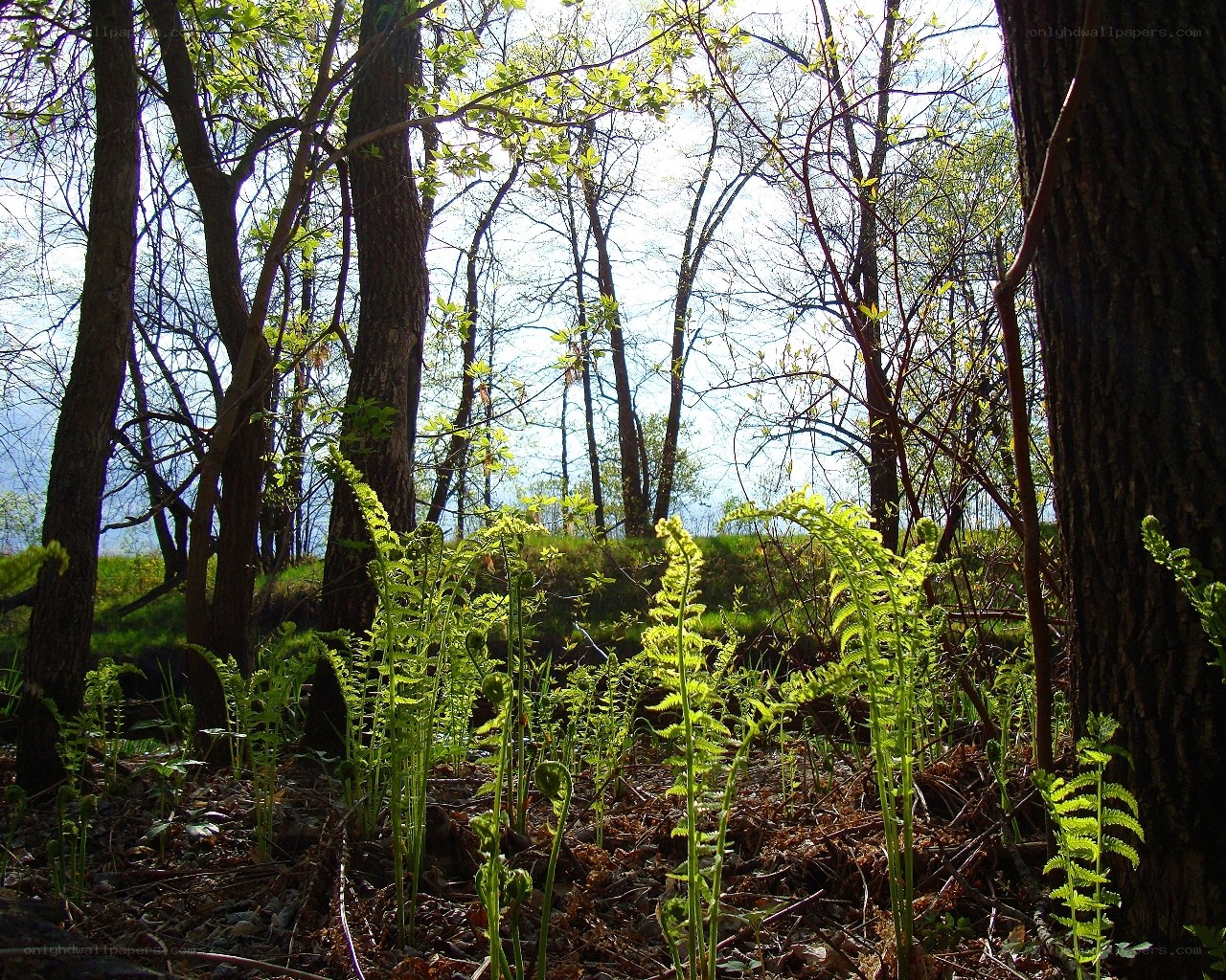 Sunlit forest with ferns