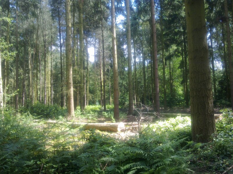 Sunlit Forest with Ferns — Green, Serene, Afternoon