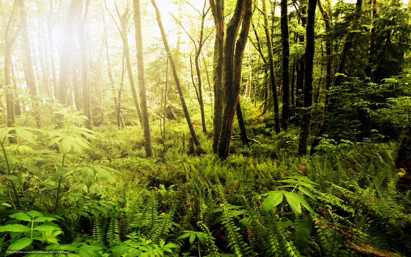 Sunlit Forest with Ferns — Green, Serene