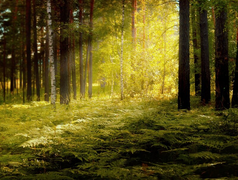 Sunlit Forest with Ferns — Green
