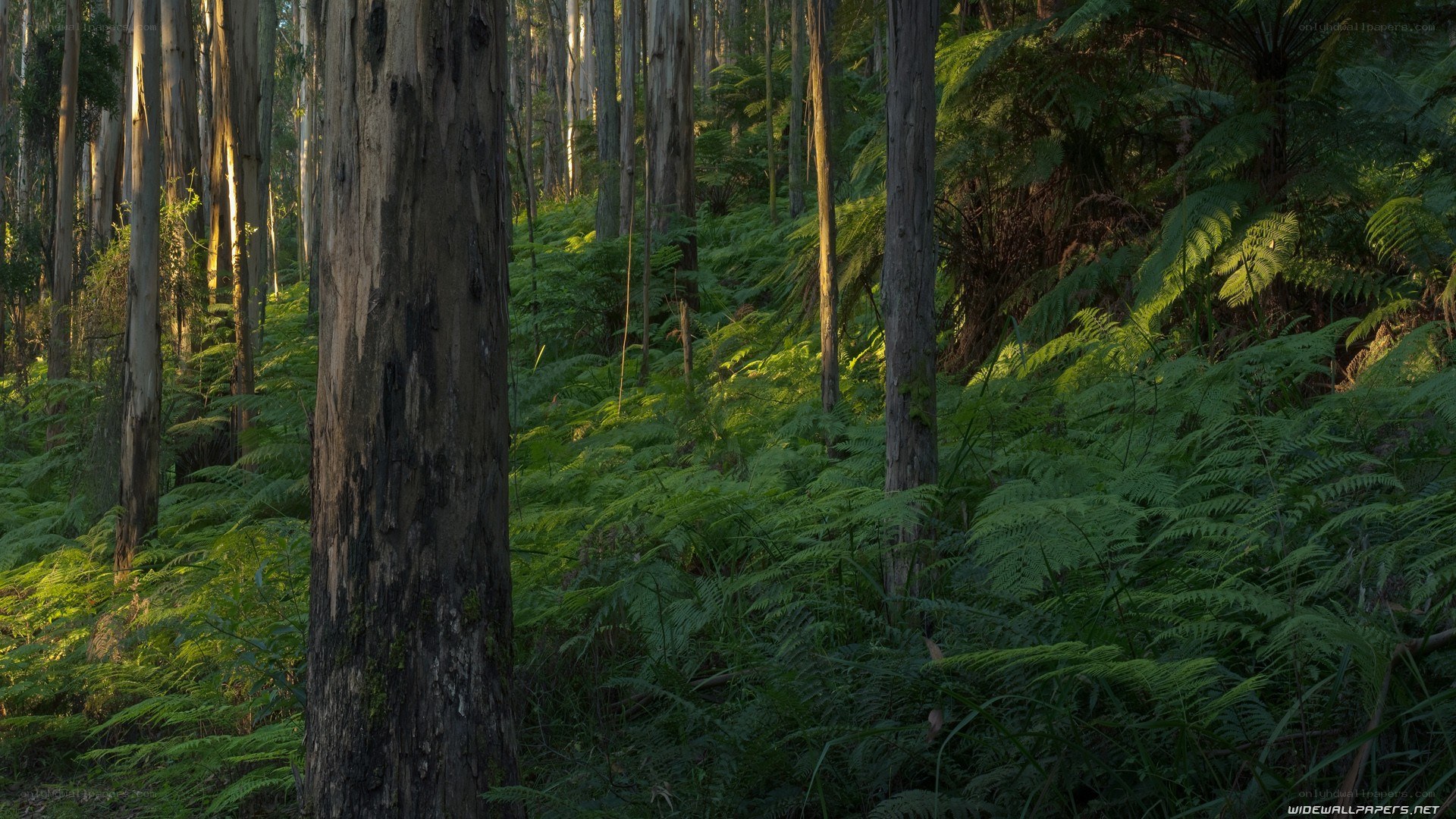 Sunlit forest with ferns