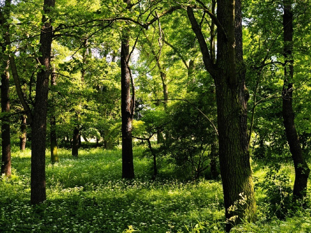 Sunlit forest with green foliage