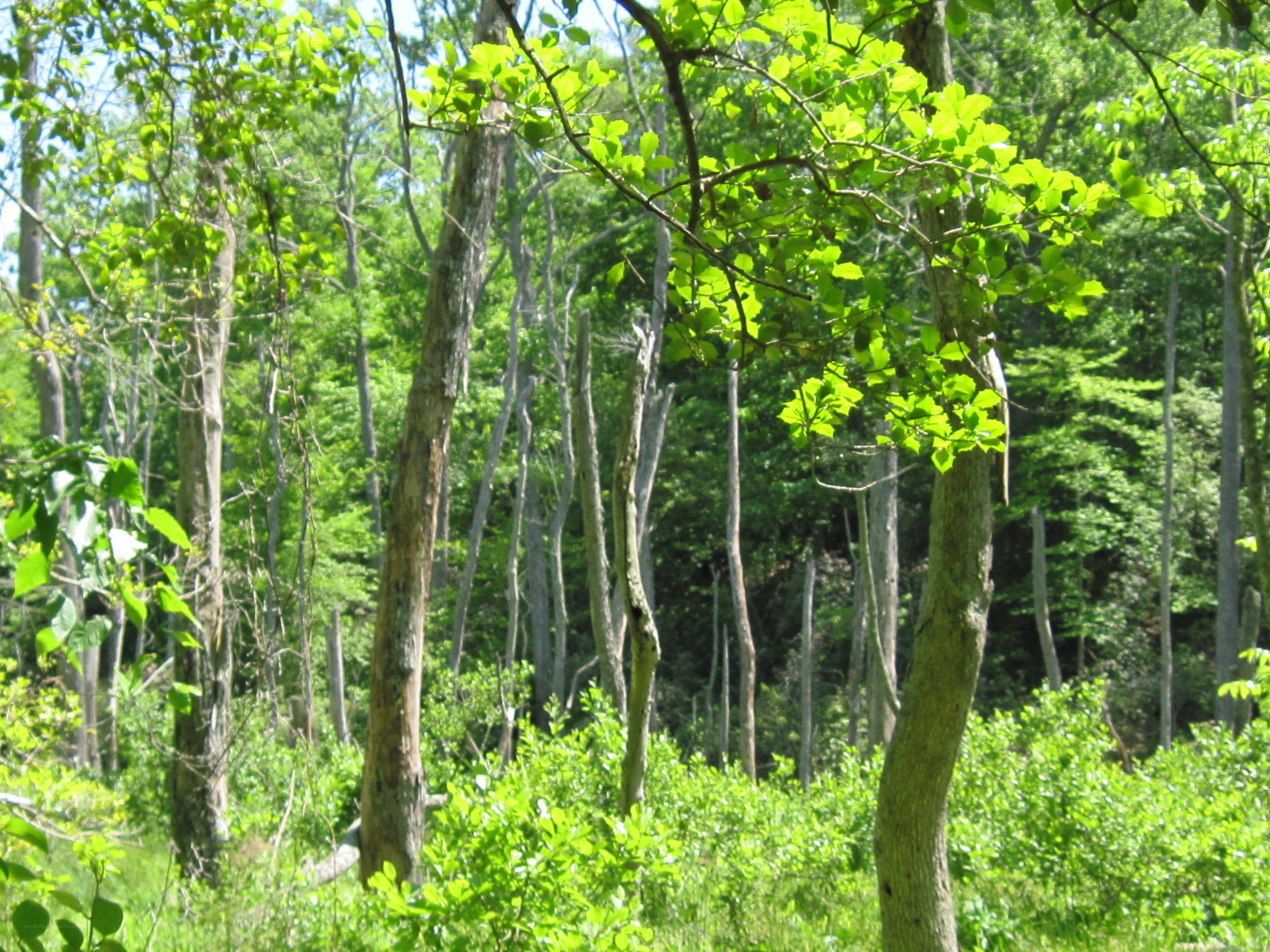 Sunlit forest with green foliage