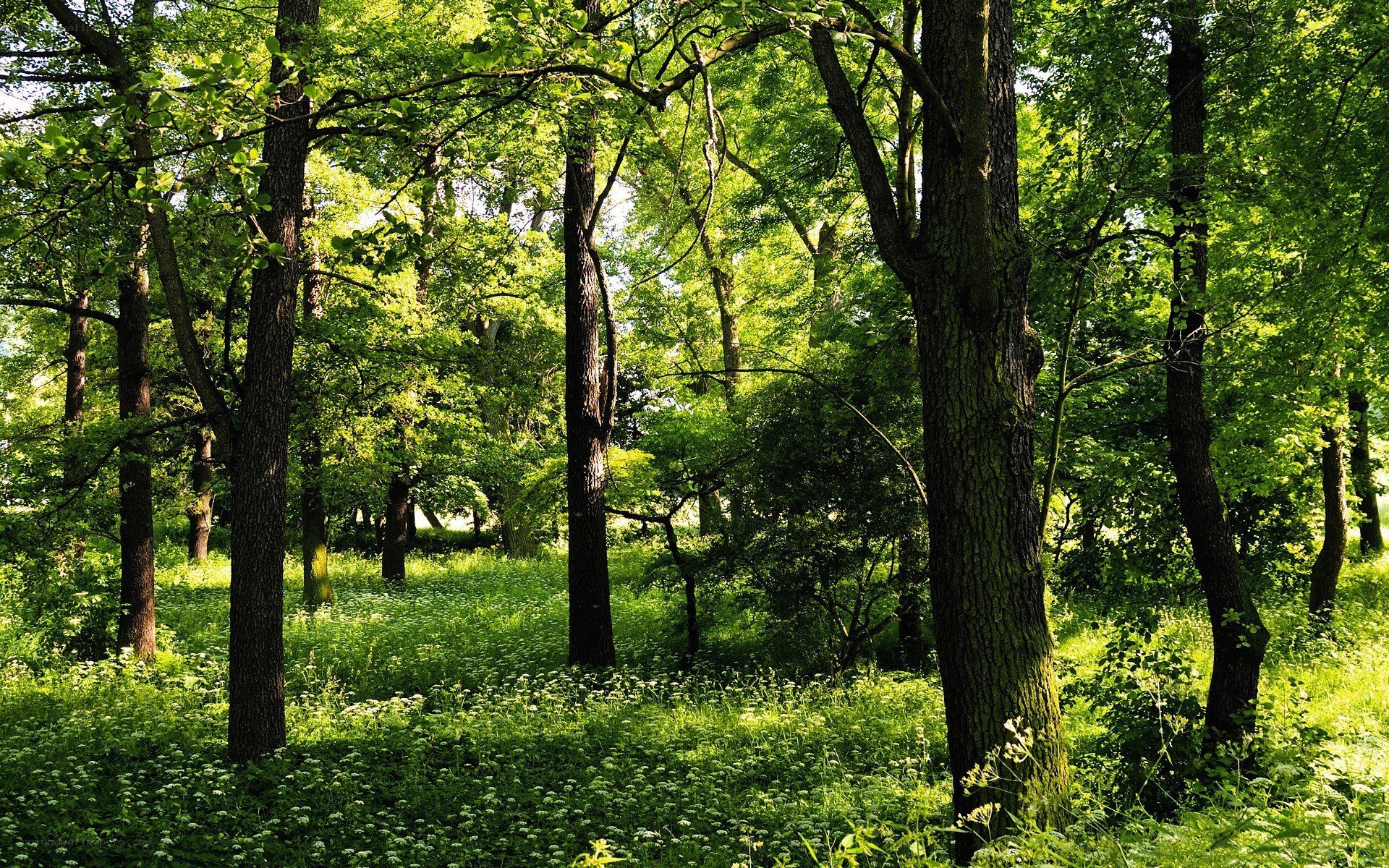 Sunlit forest with green foliage