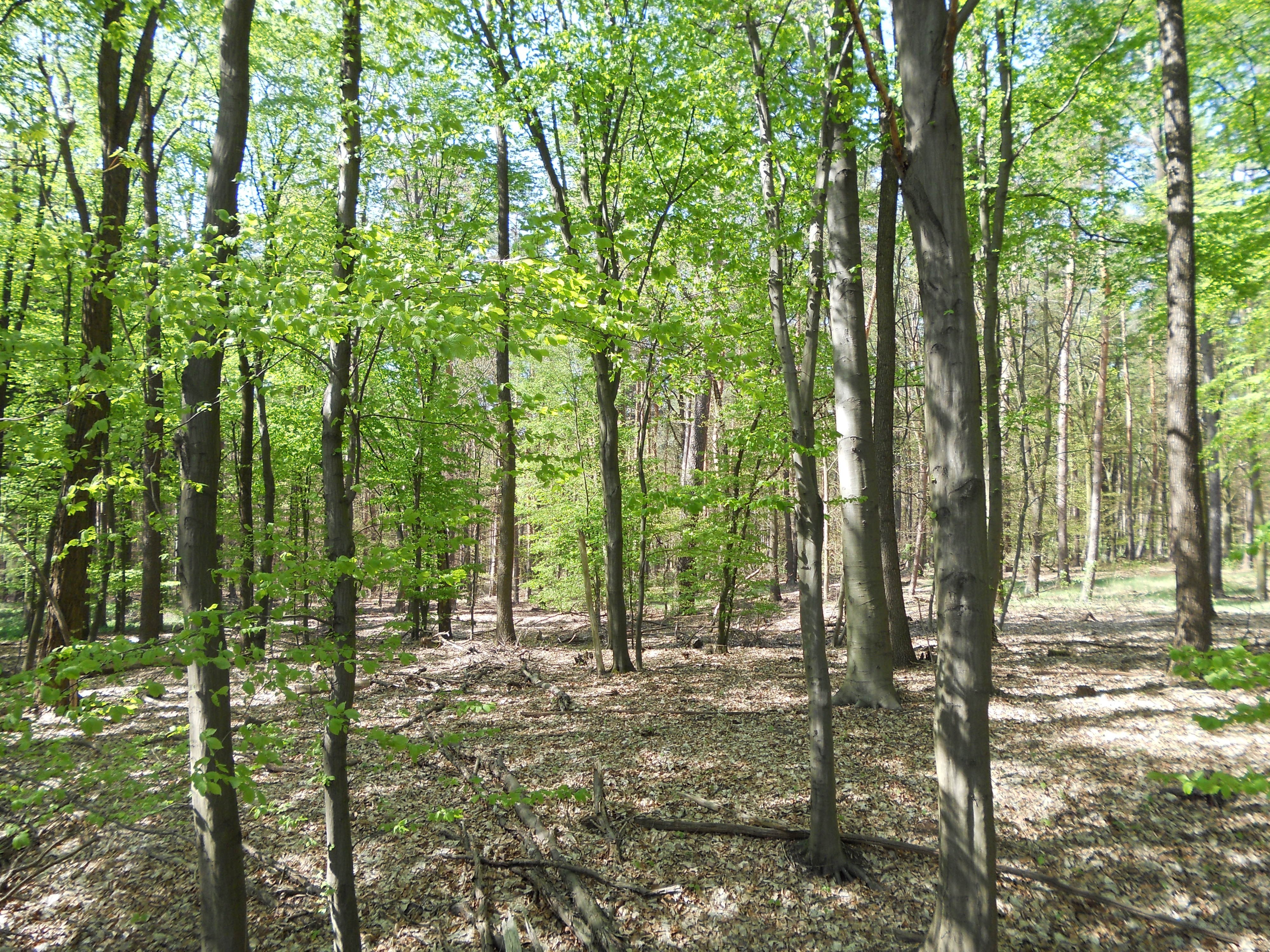 Sunlit forest with green leaves