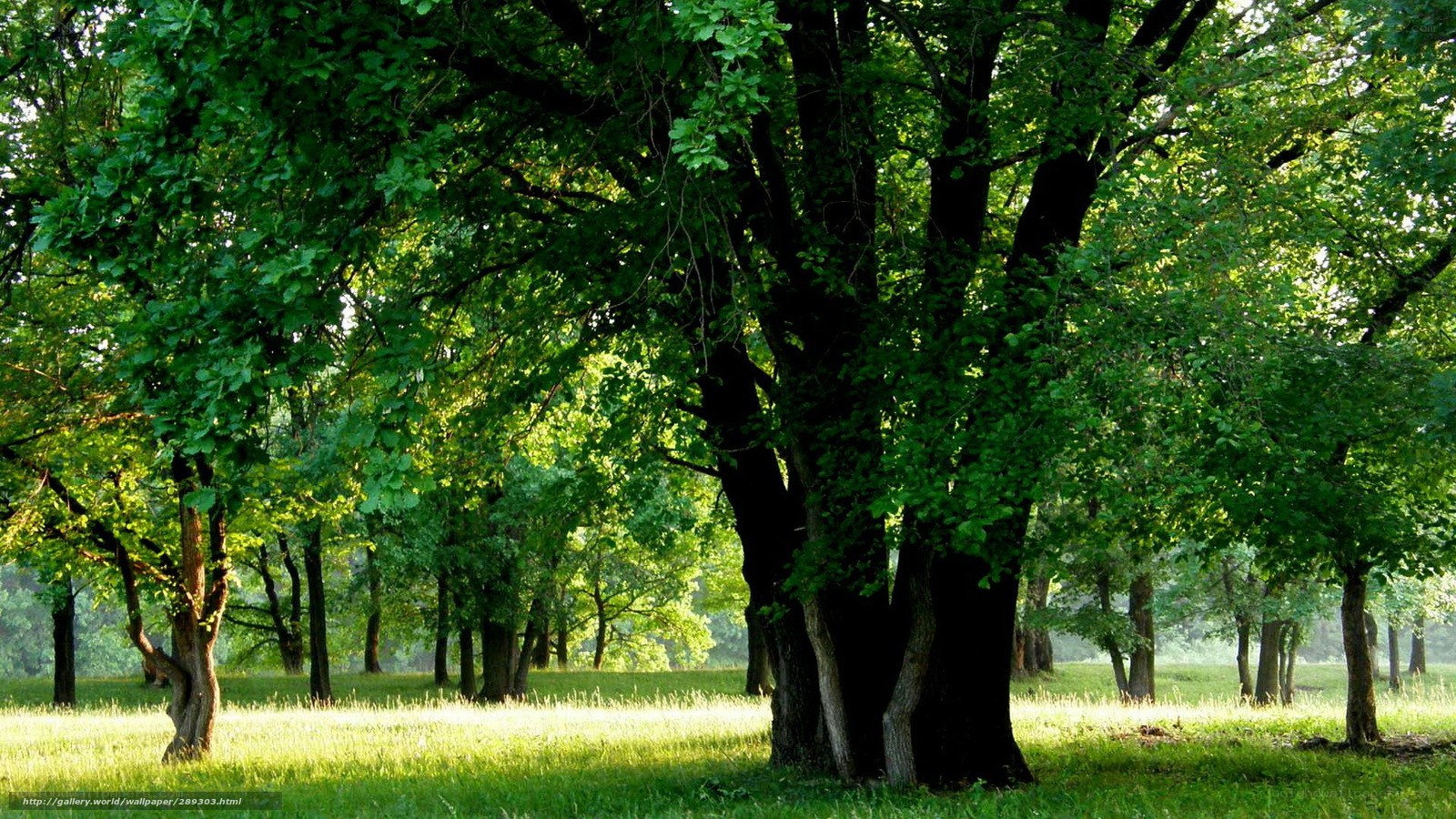 Sunlit forest with green trees