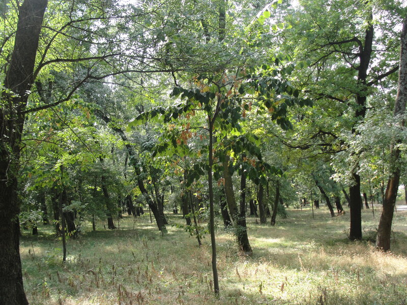 Sunlit forest with green trees