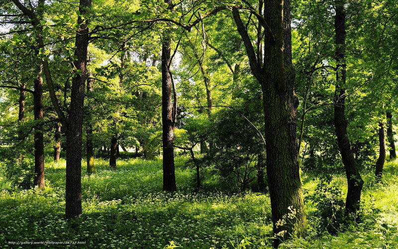 Sunlit forest with green trees