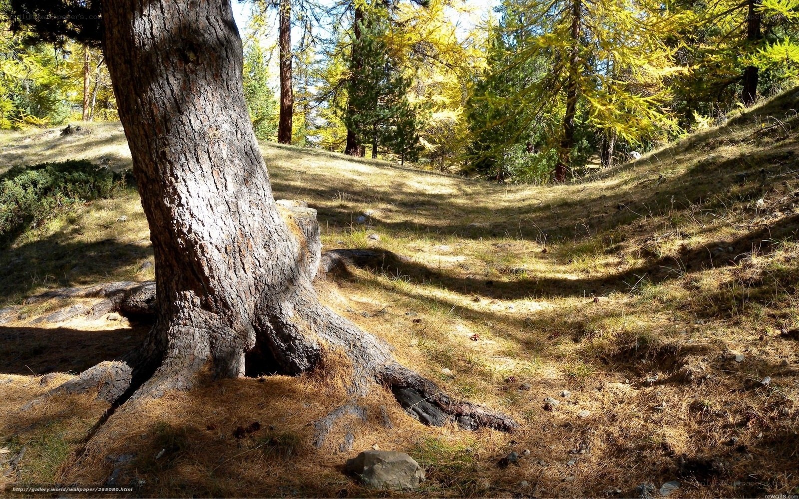 Sunlit forest with large tree